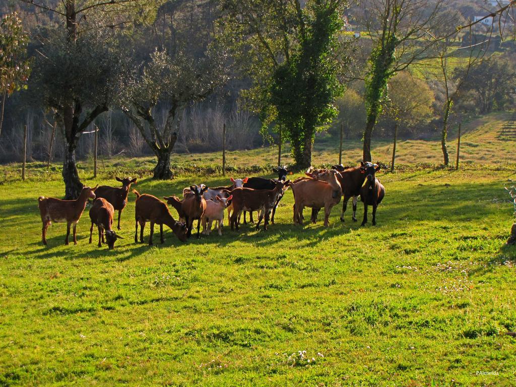Quinta Do Cerquito Villa Ferreira do Zêzere Exterior foto